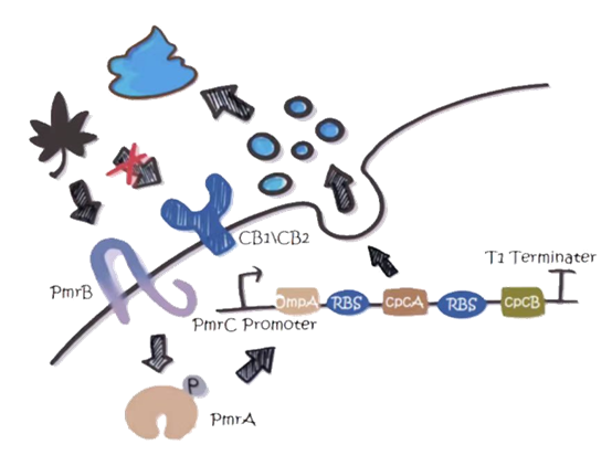 Pathway for Δ9-THC detecting